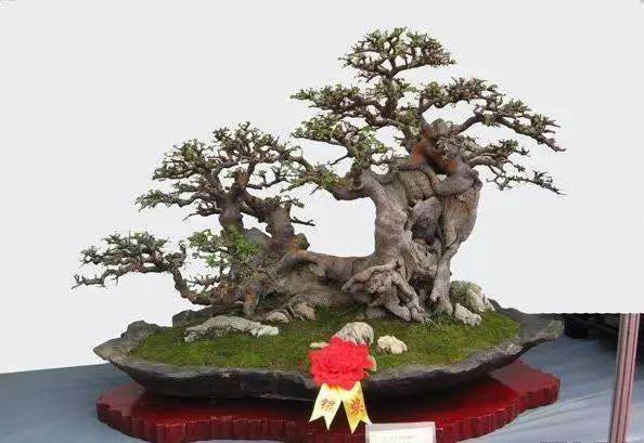 为什么榆树盆景土壤板结导致生长不良