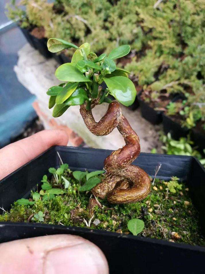 怎么区别盆景素材的方法 图片