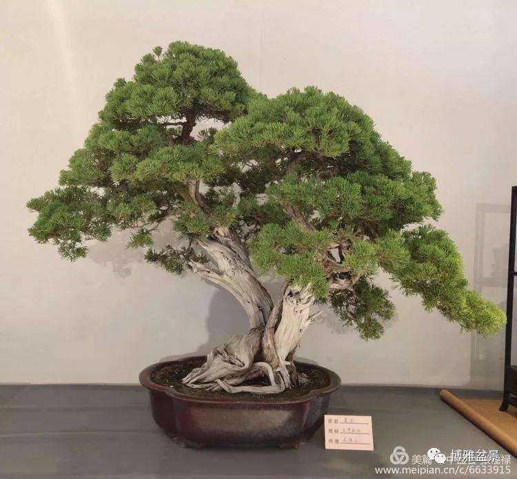 第三届京津冀盆景赏石书画艺术展