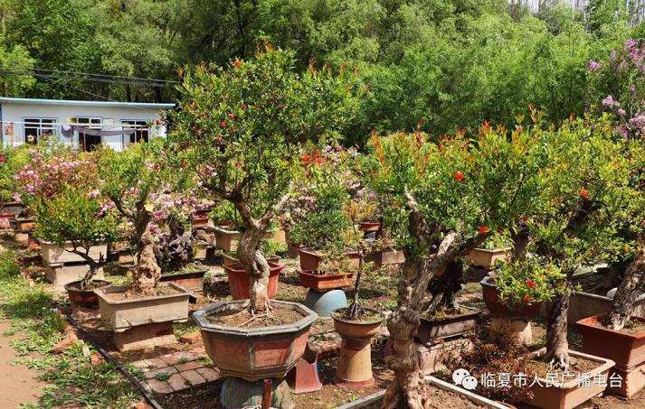 临夏市西郊盆景花卉合作社里的勃勃商机
