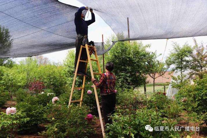 临夏市西郊盆景花卉合作社里的勃勃商机