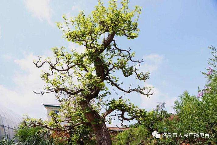 临夏市西郊盆景花卉合作社里的勃勃商机