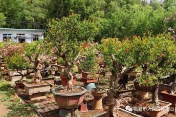 临夏市西郊盆景花卉合作社里的勃勃商机