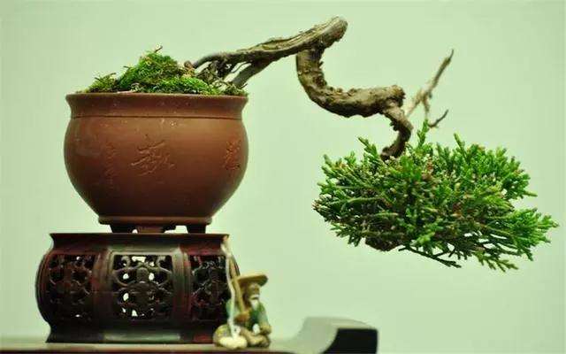 微型盆景怎么修剪造型的方法