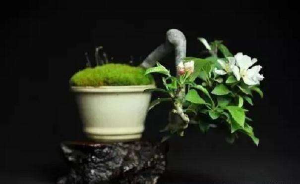 微型盆景怎么选材与养护的方法
