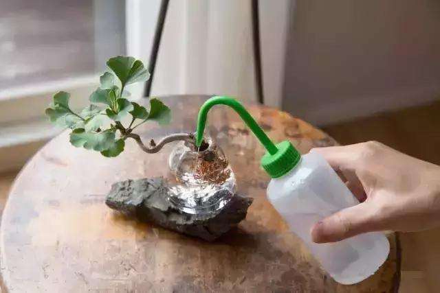 怎么制作水族盆景的方法