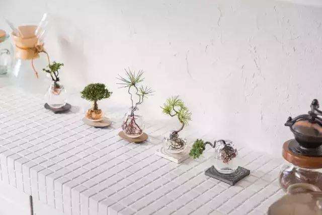 怎么制作水族盆景的方法