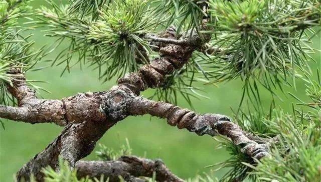 盆景制作过程中怎么修剪摘心的方法