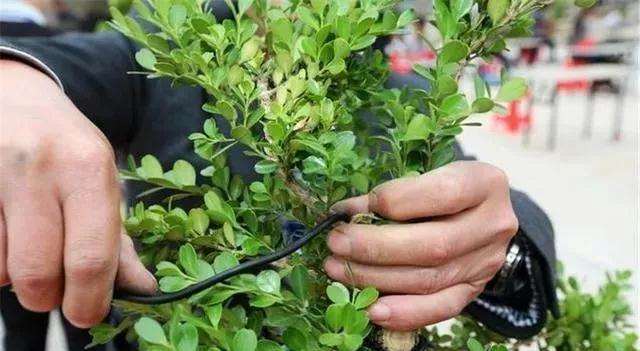 盆景制作过程中怎么修剪摘心的方法