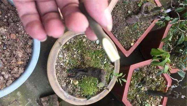 盆景制作过程中怎么修剪摘心的方法