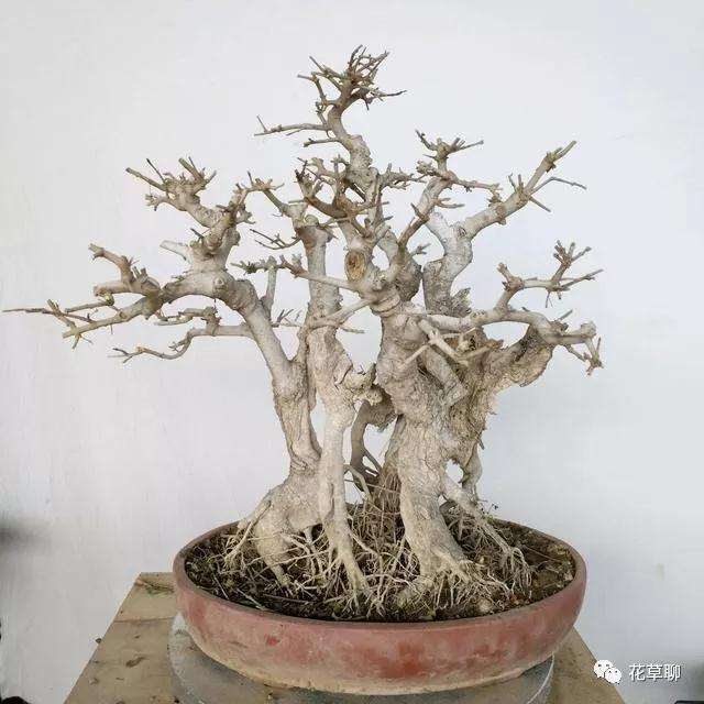 对节白蜡树盆景的新芽枯萎叶片退绿发黄怎么办