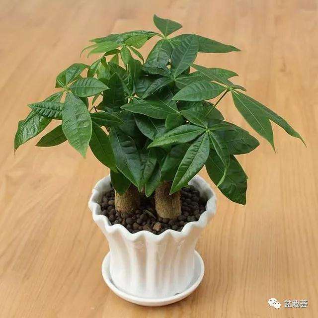 发财树盆景怎么栽培的5个要点