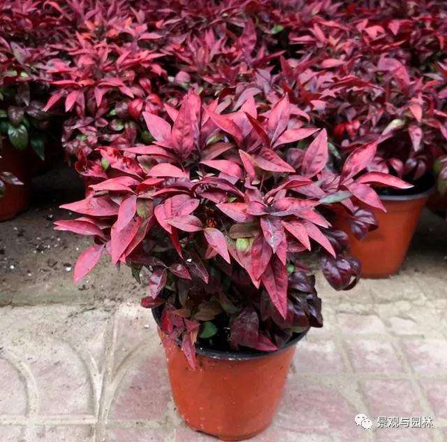 南天竹盆景在花期怎么养护的3个方法