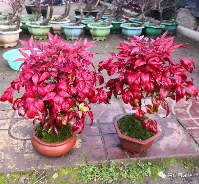 南天竹盆景在花期怎么养护的3个方法