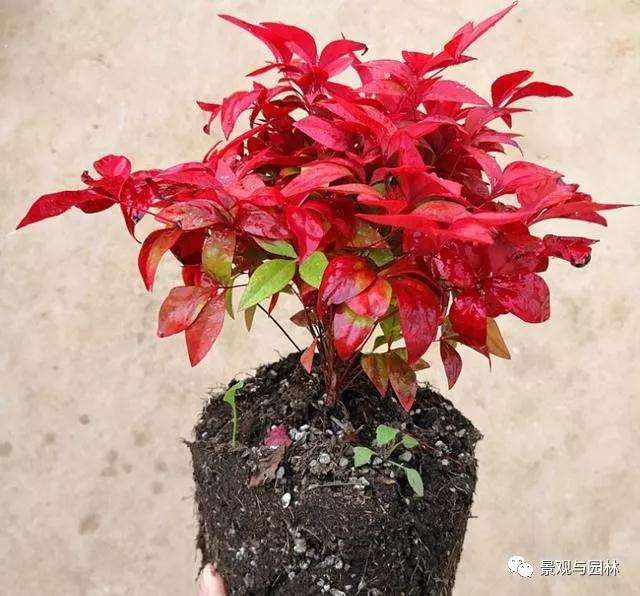 南天竹盆景在花期怎么养护的3个方法