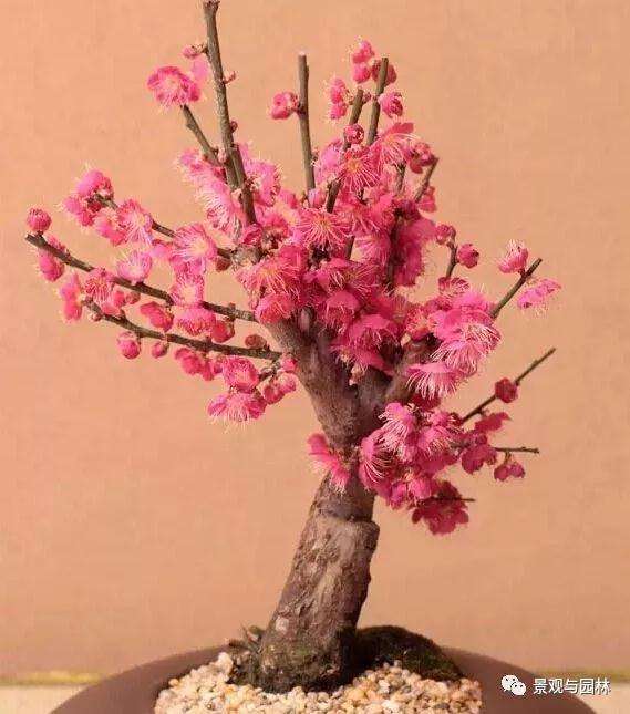 桃树盆景怎么浇水萌芽的方法 图片