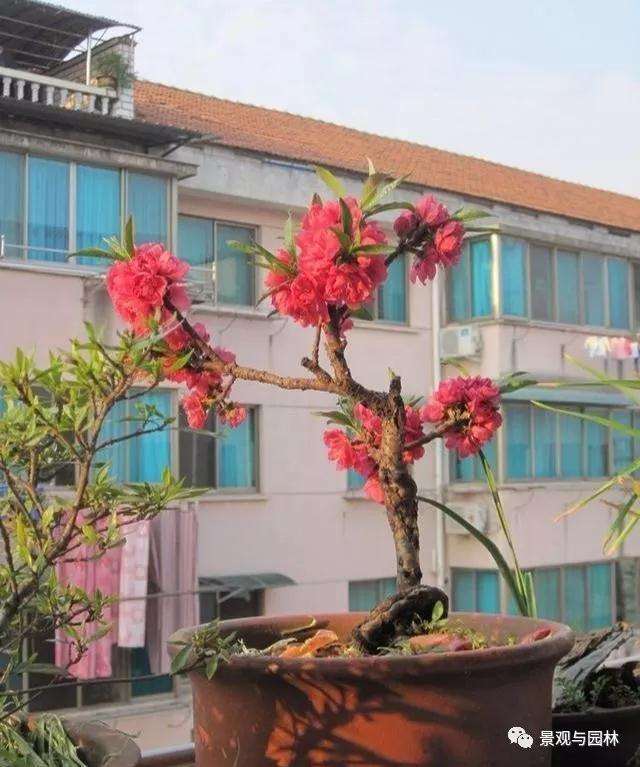 桃树盆景怎么浇水萌芽的方法 图片