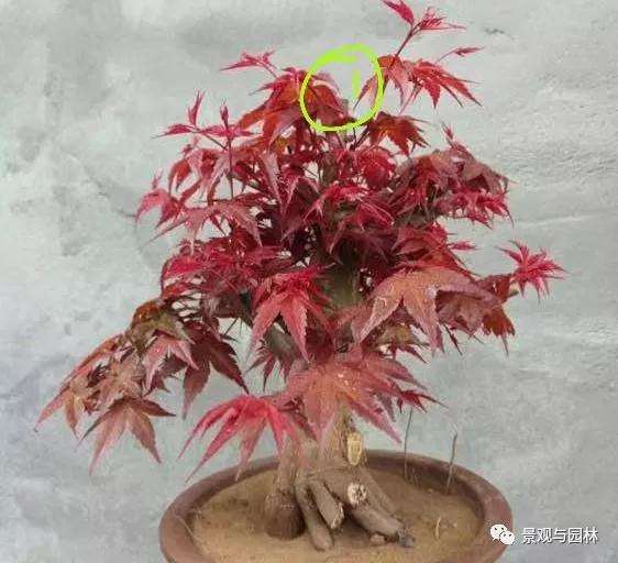 红枫盆景桩头太高怎么办