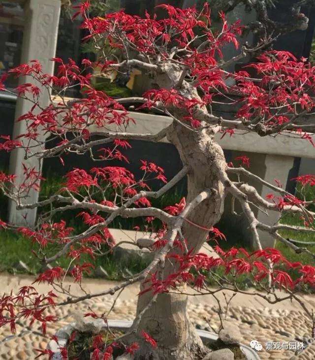 红枫盆景桩头太高怎么办