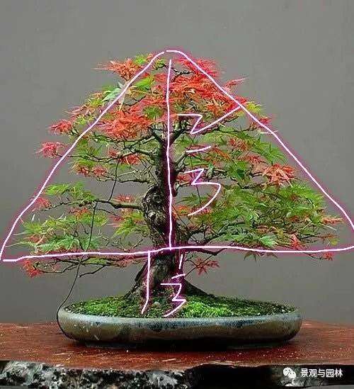 养护的红枫盆景桩头太高