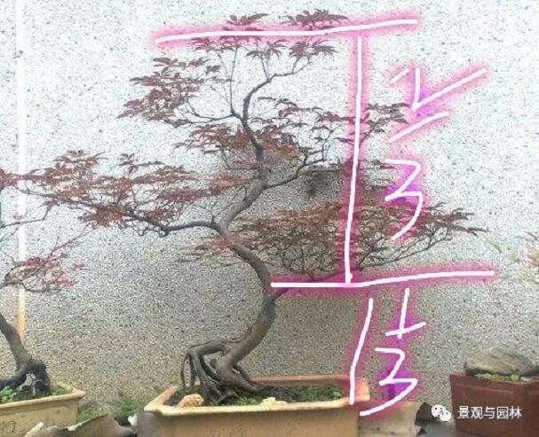 养护的红枫盆景桩头太高