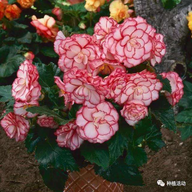 盆景球根秋海棠怎么种植的方法