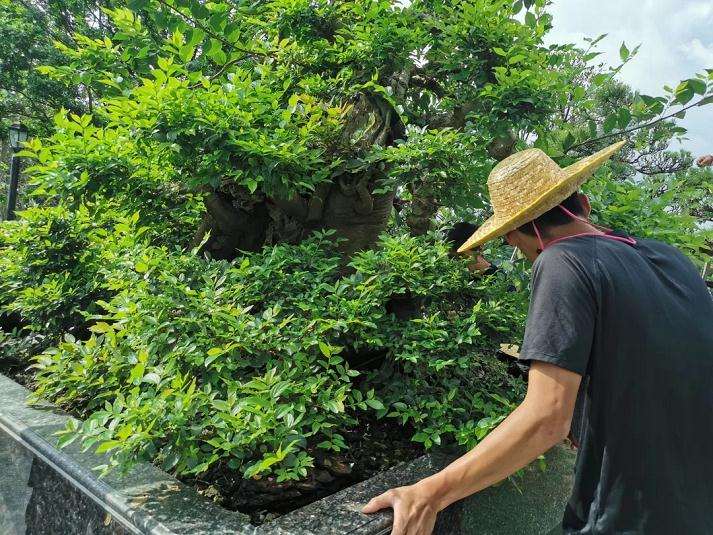我做盆景学徒
