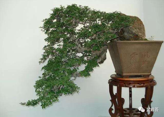 树桩盆景怎么养胚繁殖的方法