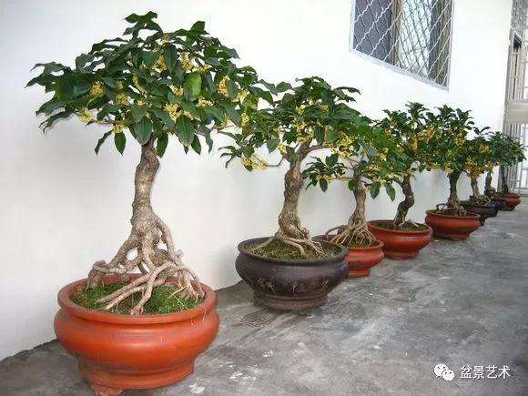 桂花盆景怎么播种繁殖的