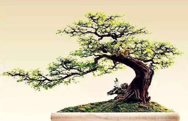 雀梅树桩盆景的虫害主要为天牛