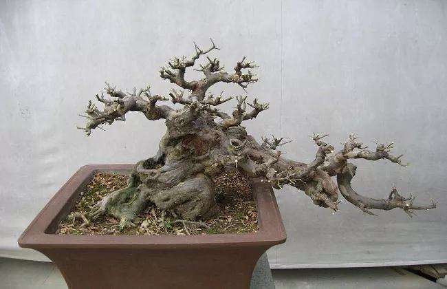 雀梅盆景的盆土与怎么修剪的方法