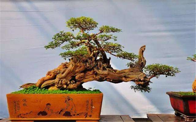 盆景出现病虫害的预防治理