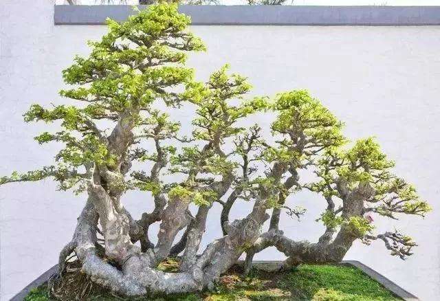 榆树盆景修剪老根后上盆可以浇水吗