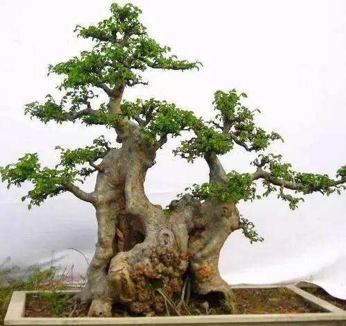 榆树盆景修剪老根后上盆可以浇水吗