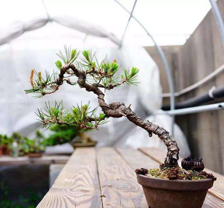 怎么用金属丝定型斜干型黑松盆景