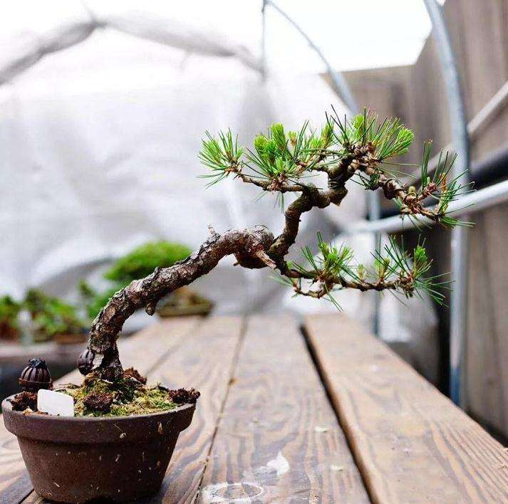 怎么用金属丝定型斜干型黑松盆景