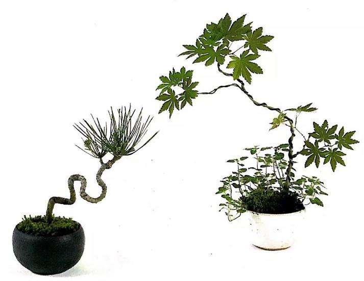 怎么用金属丝定型斜干型黑松盆景