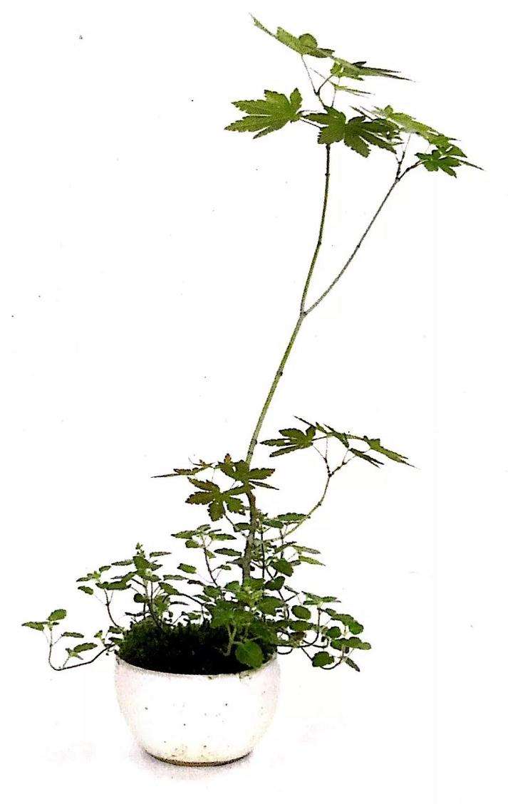 怎么用金属丝定型斜干型黑松盆景