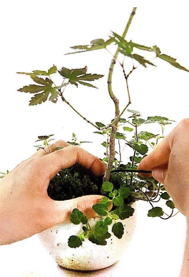 怎么用金属丝定型斜干型黑松盆景