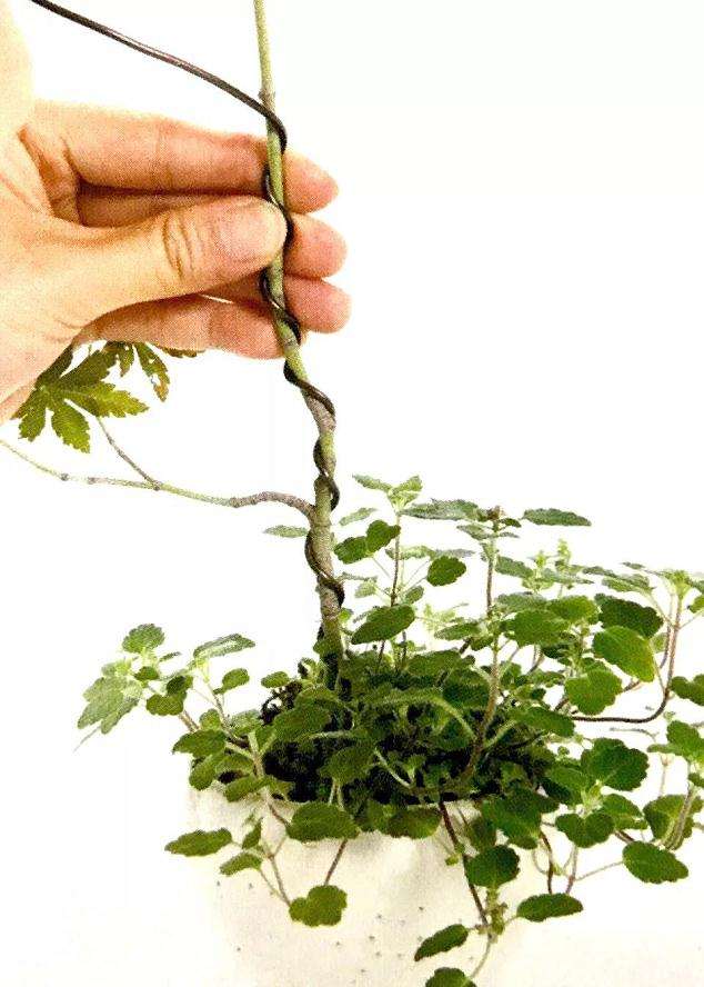 怎么用金属丝定型斜干型黑松盆景