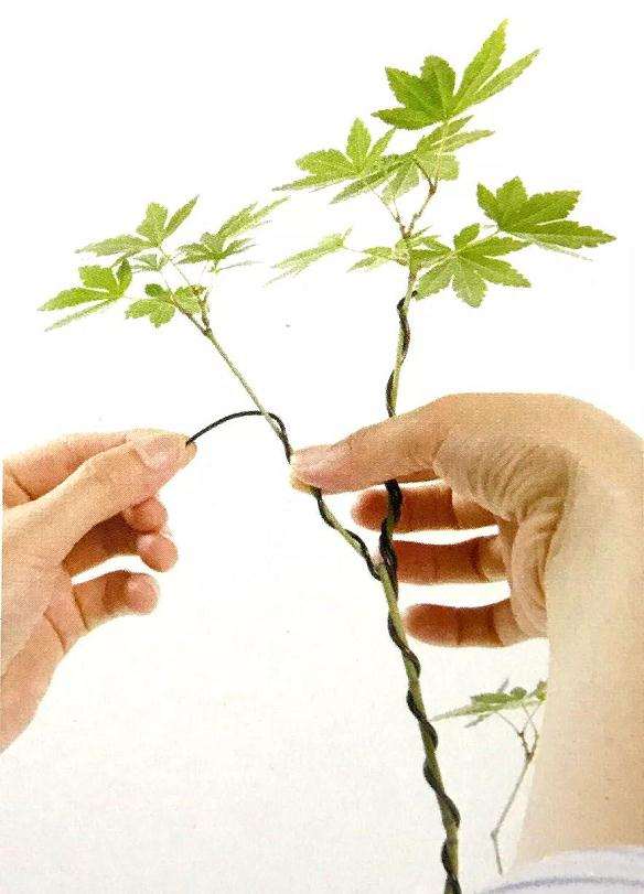 怎么用金属丝定型斜干型黑松盆景