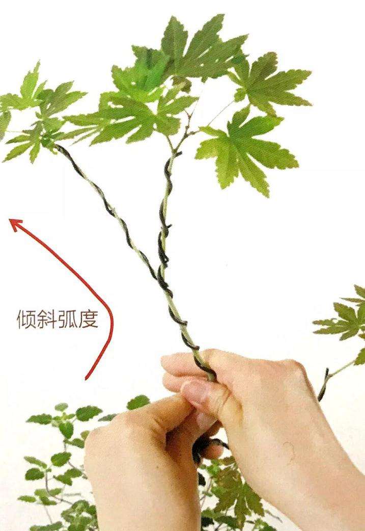 怎么用金属丝定型斜干型黑松盆景