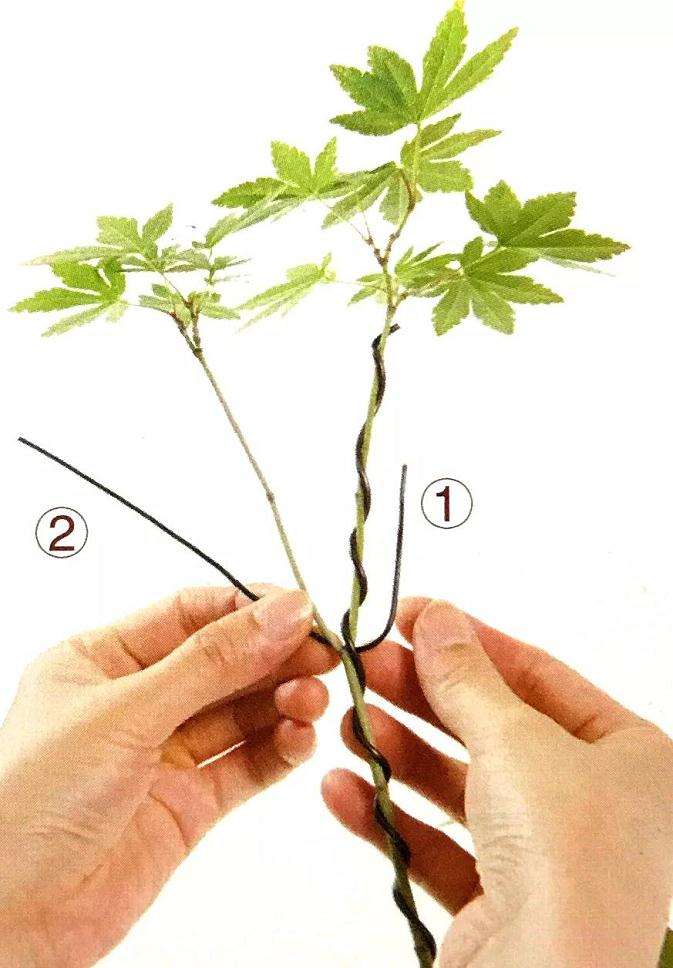 怎么用金属丝定型斜干型黑松盆景