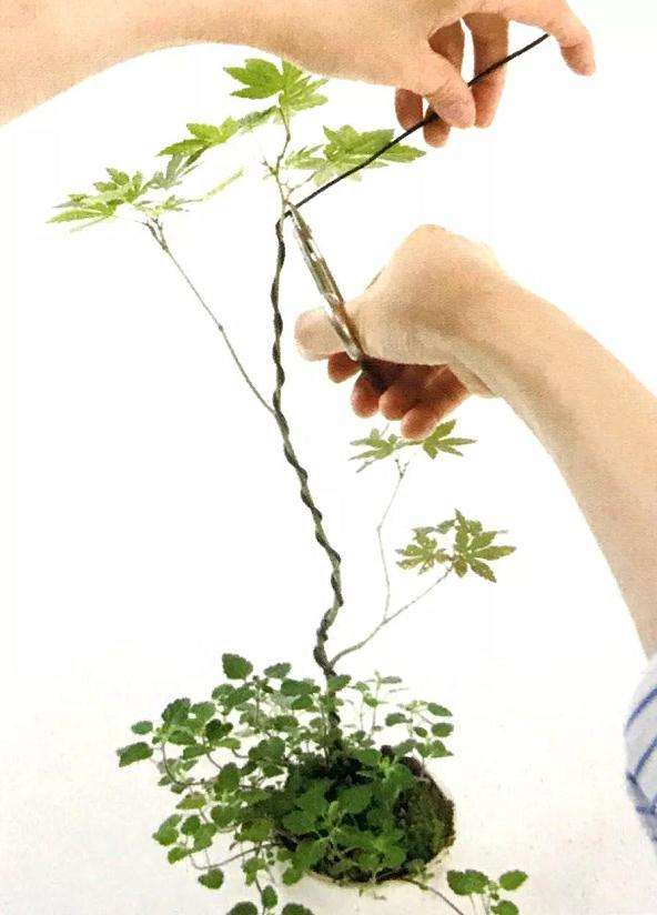 怎么用金属丝定型斜干型黑松盆景