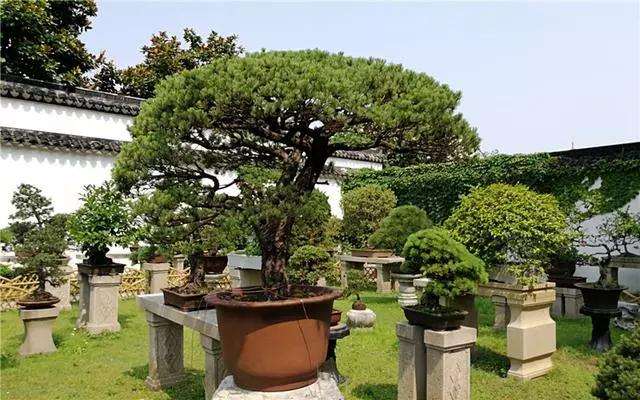 高价值盆景是怎么修剪造型出来的