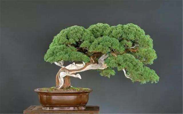高价值盆景是怎么修剪造型出来的
