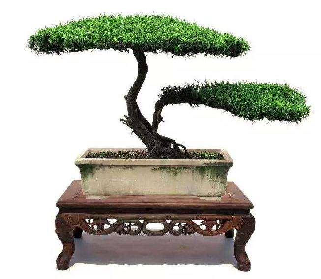 怎么运用扬派盆景技艺进行养护管理