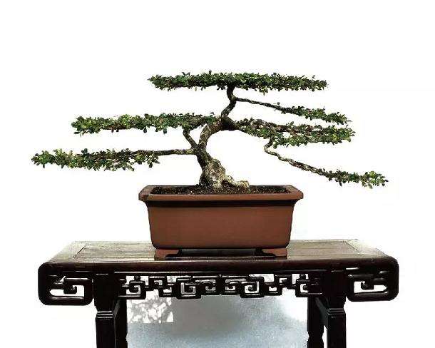 怎么运用扬派盆景技艺进行养护管理