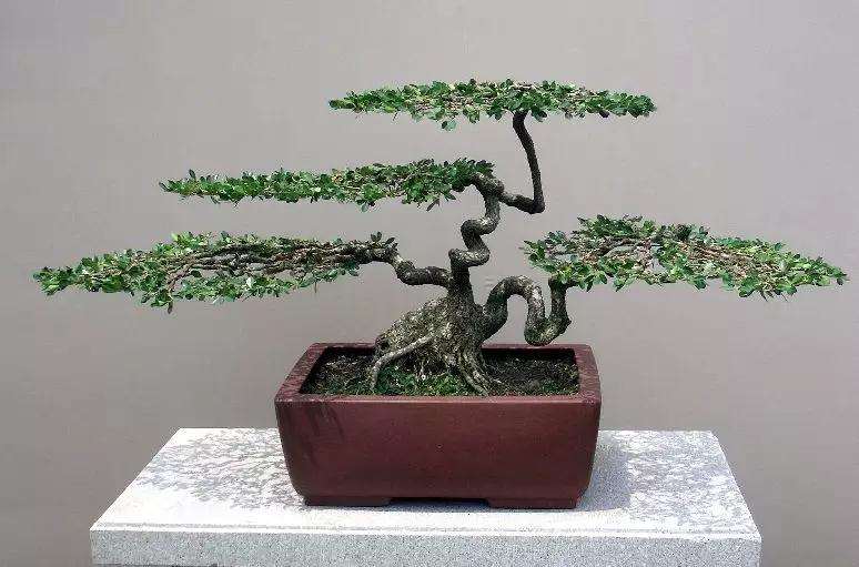 怎么运用扬派盆景技艺进行养护管理