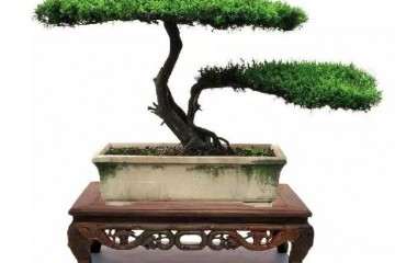 怎么运用扬派盆景技艺进行养护管理